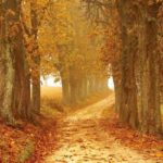 photo chemin d'arbre feuille automne